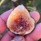 Figs Tree Cutting Zaffiro