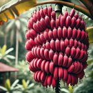 Red Dacca Banana Plant 2 Live Plants And 1 Gros Michel