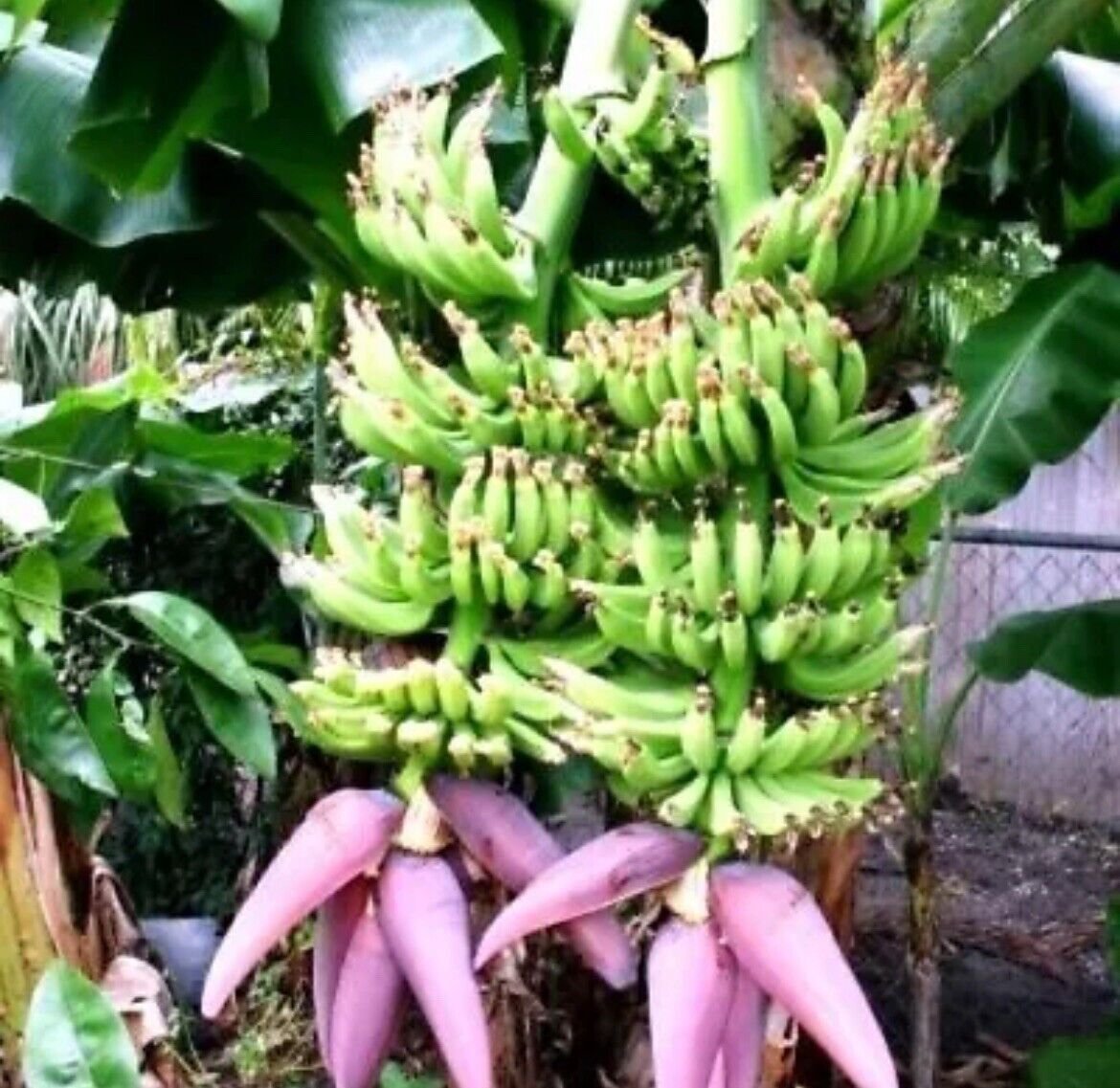 Double Mahoi Banana 1 Plant Plug Tree 3 6 Inches Edible Banana