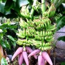 Double Mahoi Banana 1 Plant Plug Tree 3 6 Inches Edible Banana