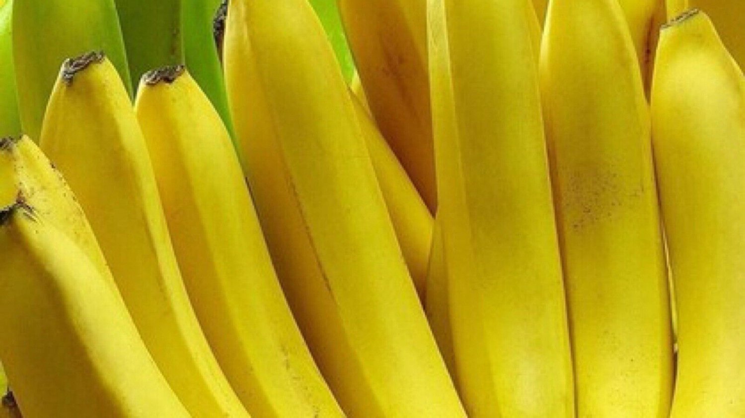 Musa Dwarf Cavendish 3 6 Banana Tree Edible And