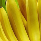 Musa Dwarf Cavendish 3 6 Banana Tree Edible And