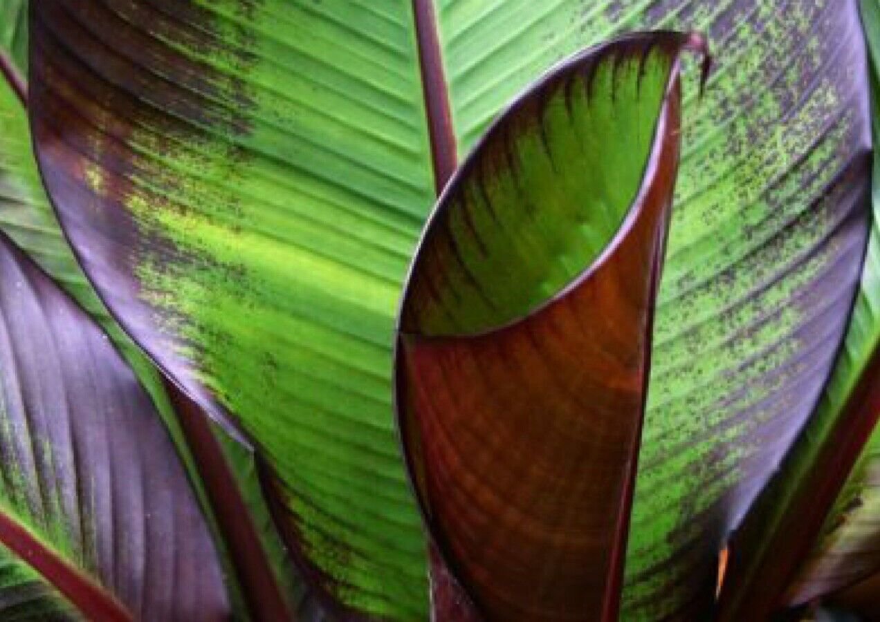Ensete Maurelii Red Abyssinian Banana 2 Plants