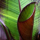 Ensete Maurelii Red Abyssinian Banana 2 Plants