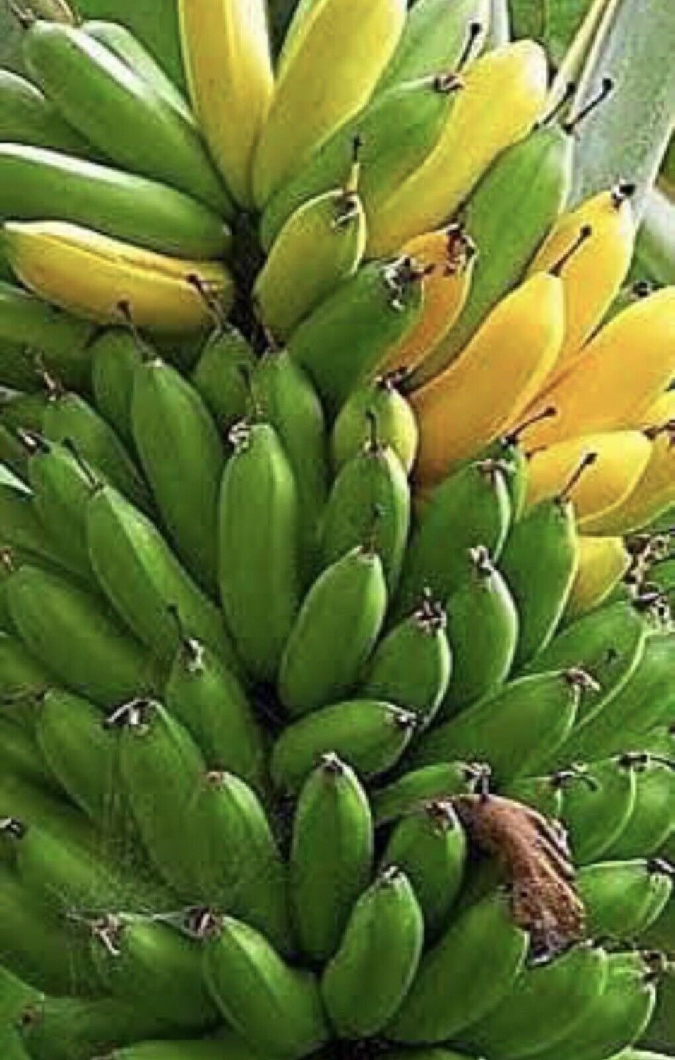 Musa 4 Dwarf Cavendish 4 8 Banana Tree Organic