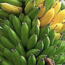 Musa 4 Dwarf Cavendish 4 8 Banana Tree Organic