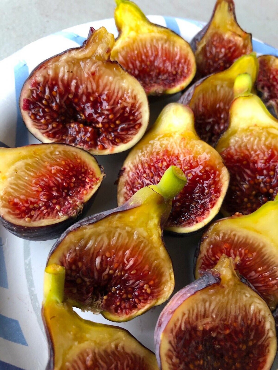 Fig Tree Combo 7 Trees