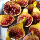 Fig Tree Combo 7 Trees