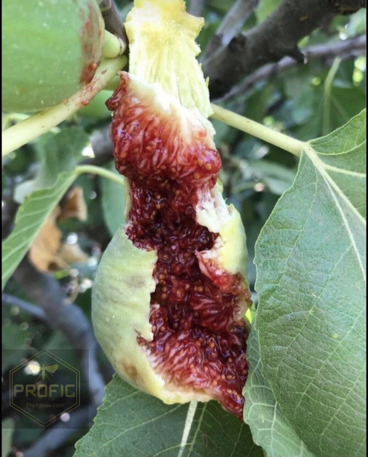 Fig Tree Cuttings White Adriatic 10 Cuttings