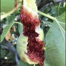 Fig Tree Cuttings White Adriatic 10 Cuttings
