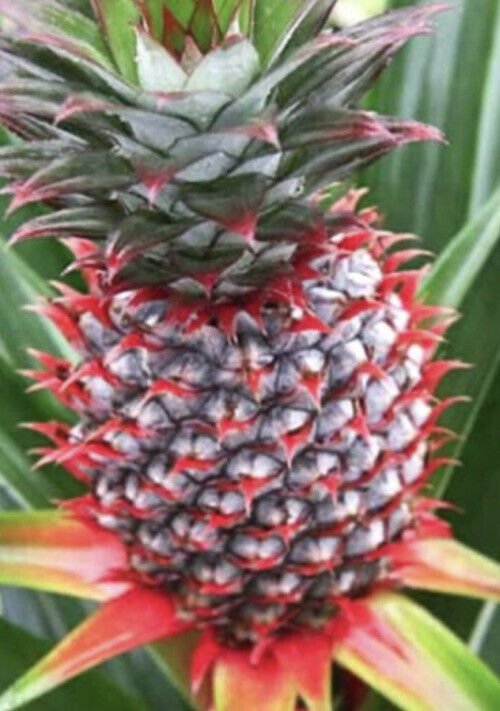 Florida Pineapple Plant 1 Live Starter Plant