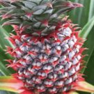 Florida Pineapple Plant 1 Live Starter Plant