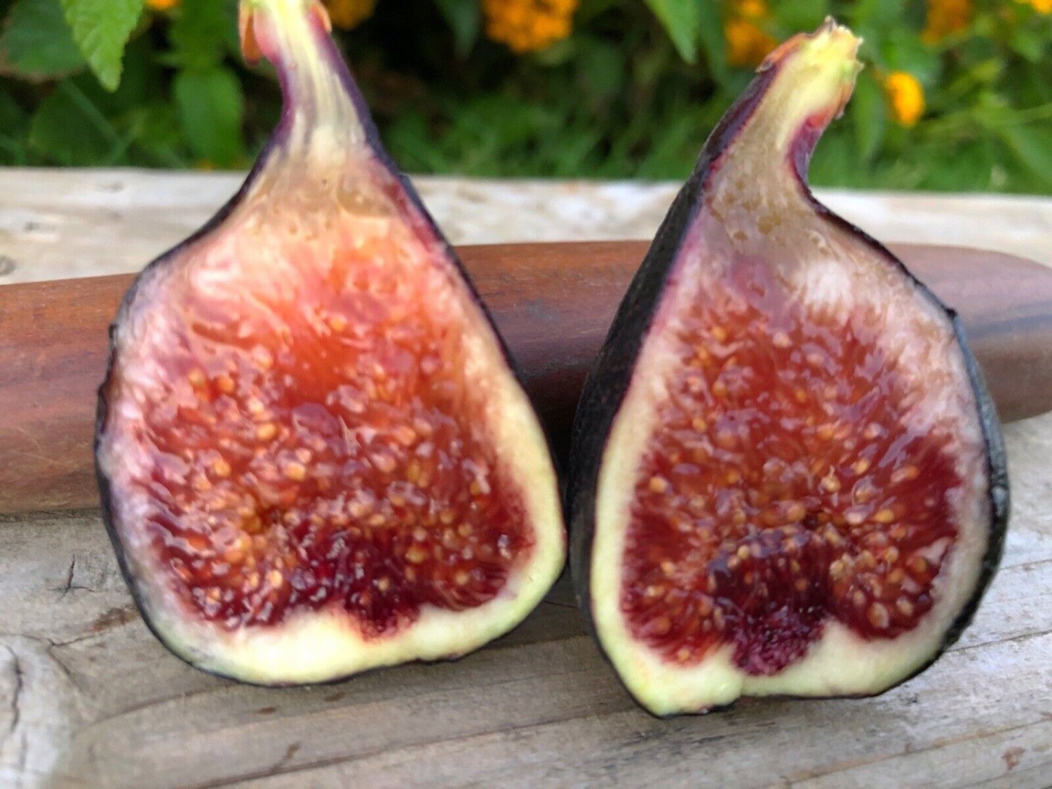 Fig Tree 2 Live Plants Beers Black Cold Hardy
