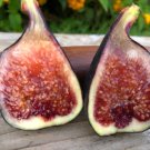 Fig Tree 2 Live Plants Beers Black Cold Hardy