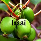 Issai Kiwi 1 Plant Garden Plant Cold Hardy Fast Vine Arctic Grape Not Seeds