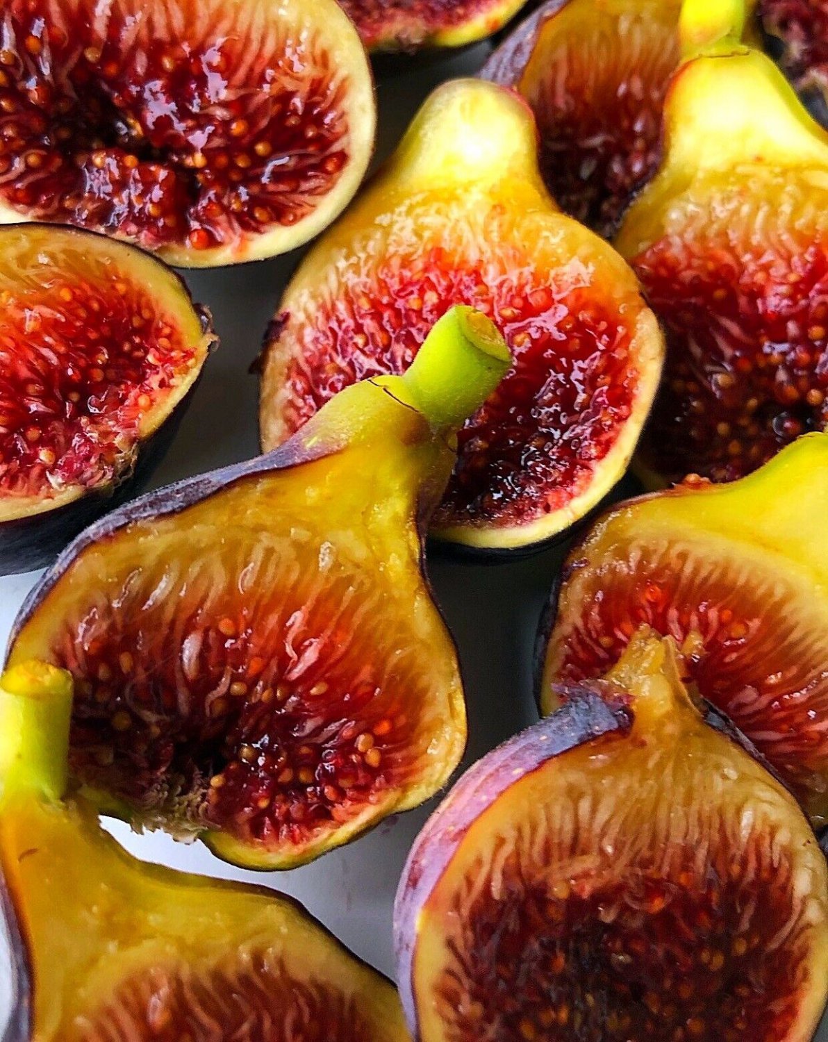 Fignomenal Fig Ficus Carica Edible Fig