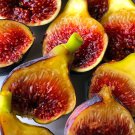 Fignomenal Fig Ficus Carica Edible Fig