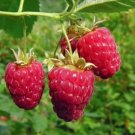 Berry Plants Combo 2 Plants Of Each