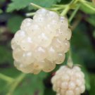 White Blackberry 10 Plants Snowbank Very Sweet