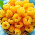 Raspberry Plants 4 Live Plants Grow Your Own Fruits Fall Gold