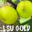 Lsu Gold Fig Tree Ficus Carica Live Plant From Tiny Cutting 6 Pack