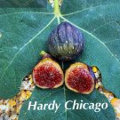 Fig Tree Chicago Hardy 2 Starter Plants