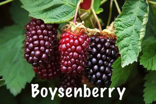 Boysenberry Plants Two Live Boysenberry Plants Vines