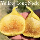 Live Fig Trees 20 Yellow Long Neck And 20 Fignomenal
