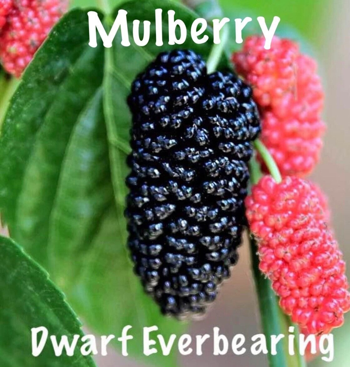 Mulberry Tree Dwarf Everbearing Morus Nigra 10 Plants Edible Fruit