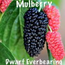 Mulberry Tree Dwarf Everbearing Morus Nigra 10 Plants Edible Fruit