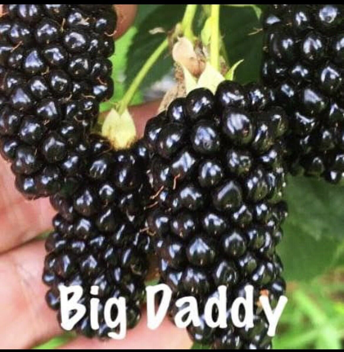 4 Pack Big Daddy Thornless Blackberry Live Plants Outdoor Garden