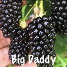 4 Pack Big Daddy Thornless Blackberry Live Plants Outdoor Garden