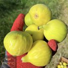Fig Tree Yellow Long Neck 2 Plant Spring
