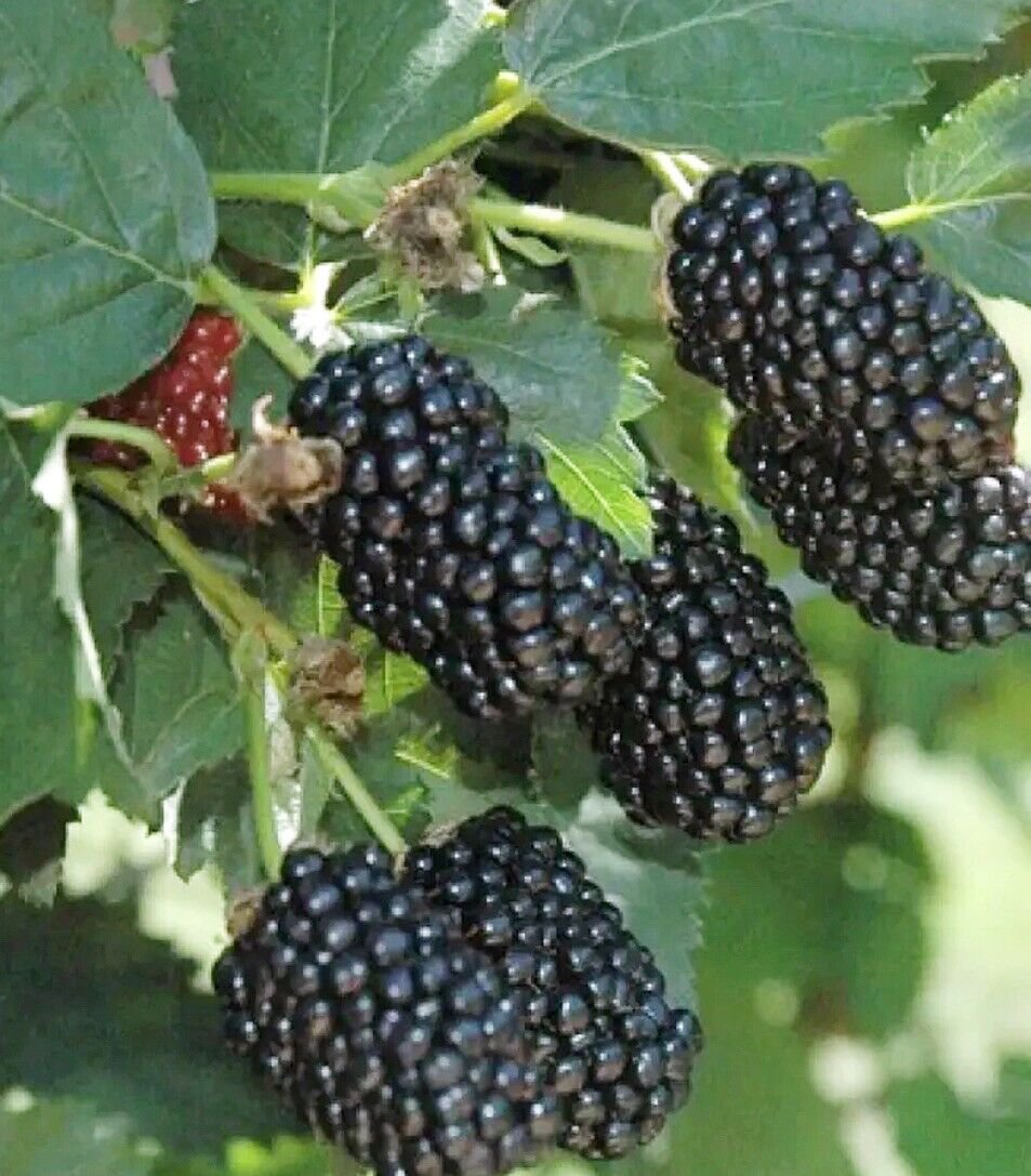 Blackberry Sweet Ark Immaculate Thornless Cold Hardy New Variety 4 Plants