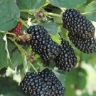 Blackberry Sweet Ark Immaculate Thornless Cold Hardy New Variety 4 Plants