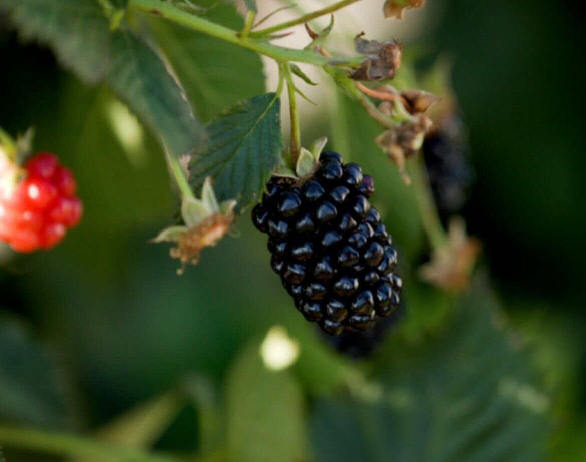 Blackberry Sweet Ark Immaculate Thornless Cold Hardy New Variety 2 Plants