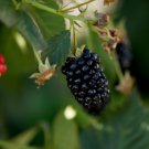 Blackberry Sweet Ark Immaculate Thornless Cold Hardy New Variety 2 Plants
