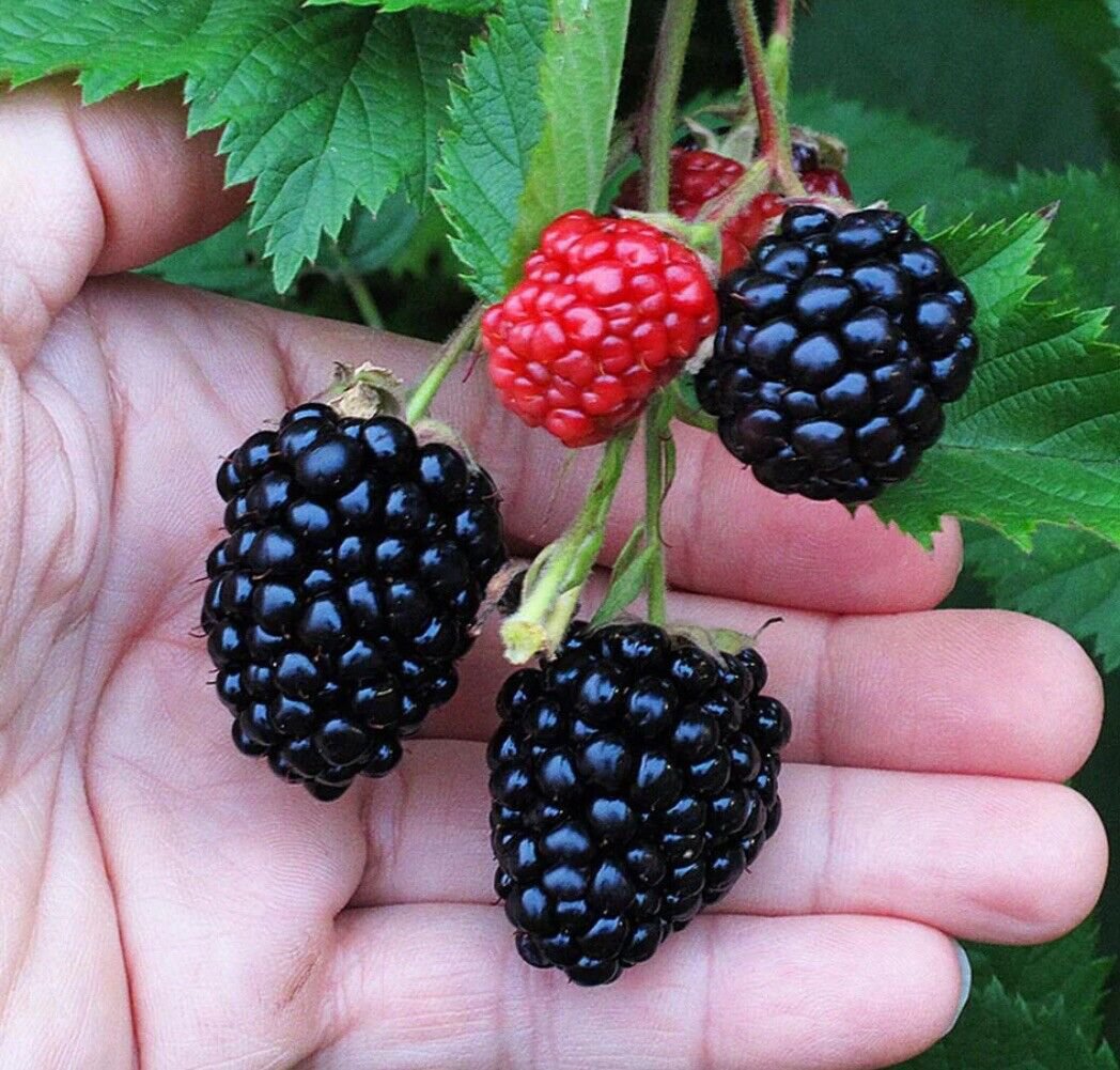 10 Triple Crown Thornless Blackberry Plants