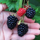 10 Triple Crown Thornless Blackberry Plants