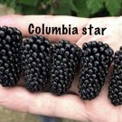 Columbia Star Blackberry Rubus 10 Plants Largest Of All