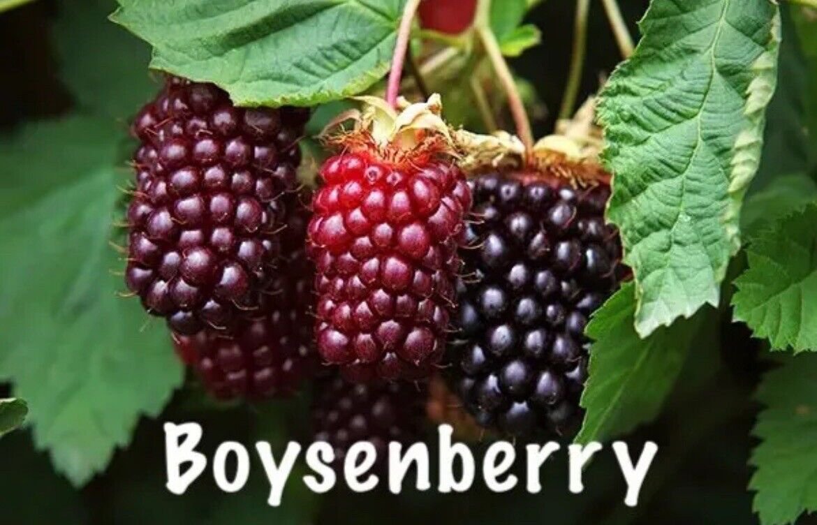 10 Pack Boysenberry Rubus Live Plants Not Potted