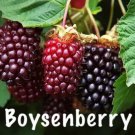 10 Pack Boysenberry Rubus Live Plants Not Potted