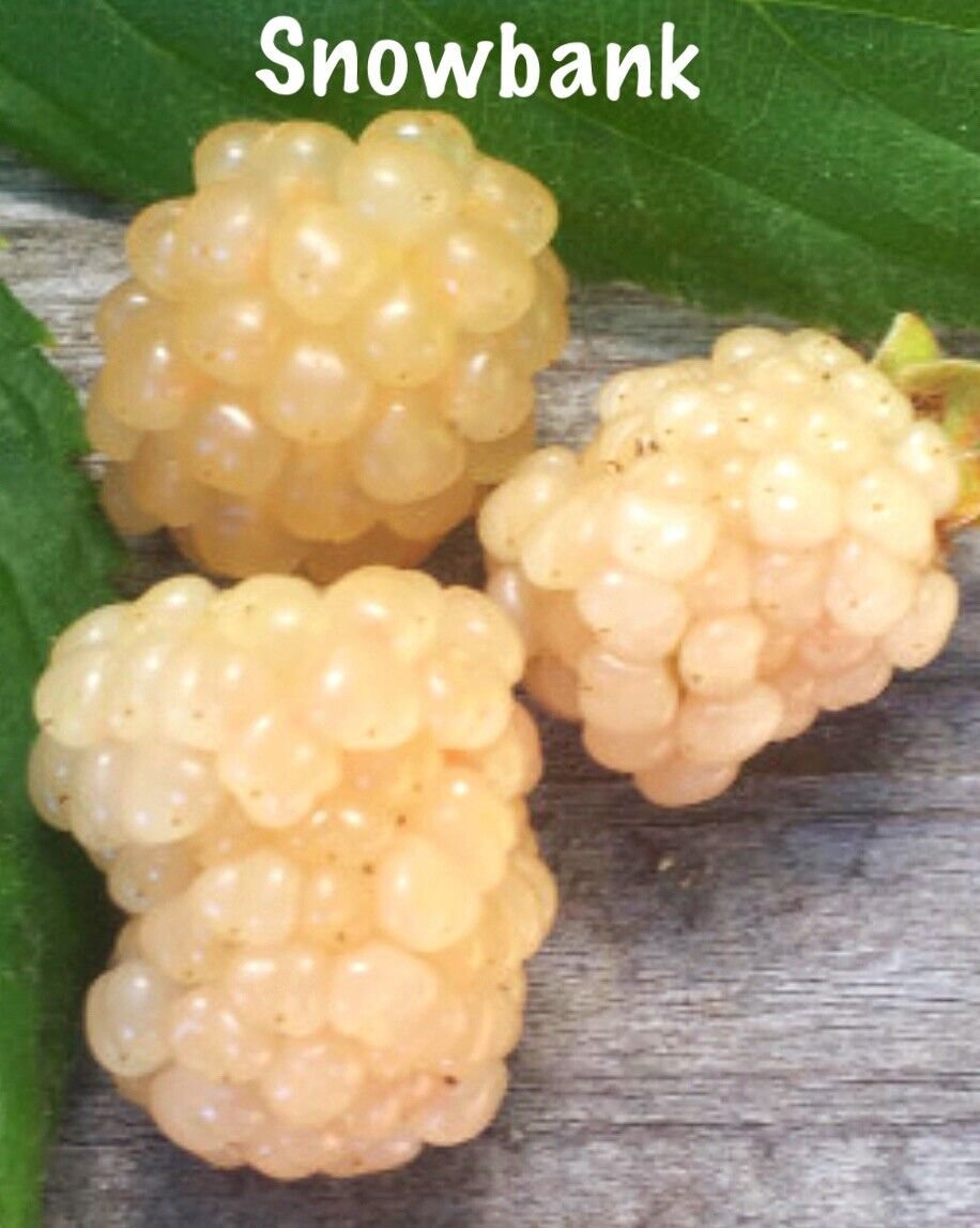 Blackberry Plant 4 Live Starter Plants Rubus Snowbank Variety