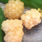 Blackberry Plant 4 Live Starter Plants Rubus Snowbank Variety