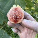 Fig Tree Blackberry Live Plants Combo 20 Plants Total