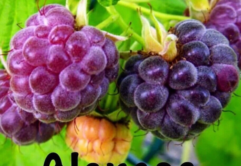4 Pack Glencoe Thornless Raspberry Plants Live Plant Fruit Garden Lowest $$
