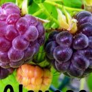 4 Pack Glencoe Thornless Raspberry Plants Live Plant Fruit Garden Lowest $$