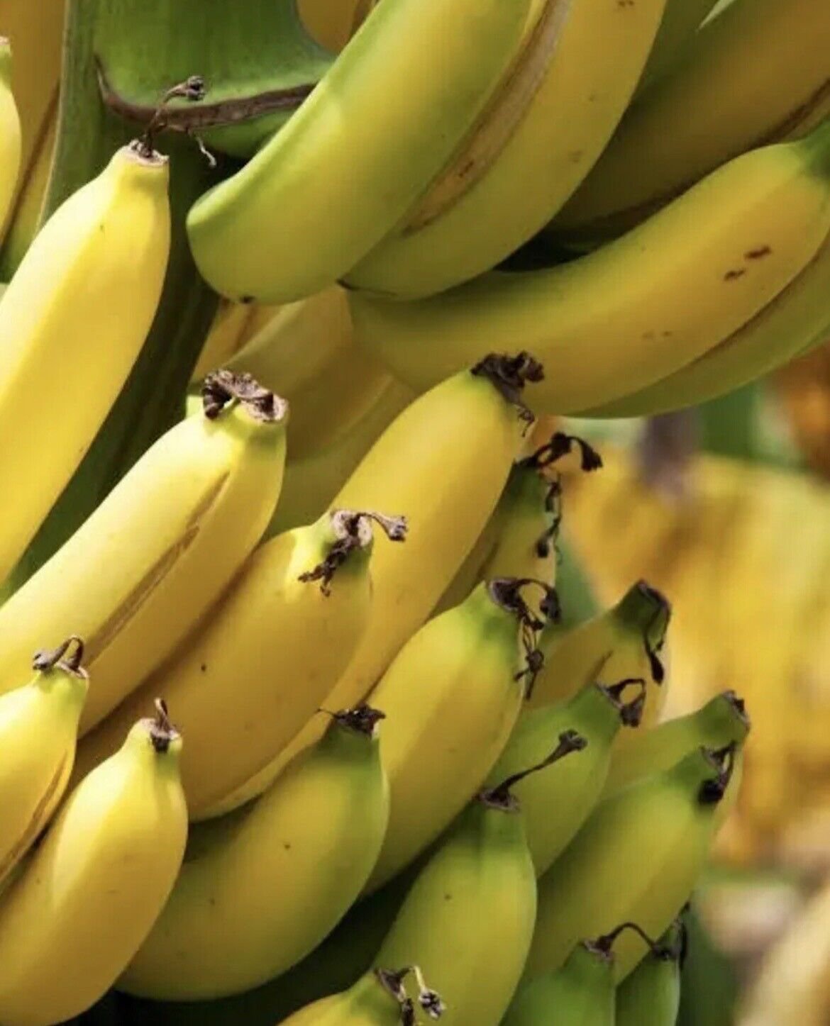 Banana Plants And Pineapple Combo 8 Plants