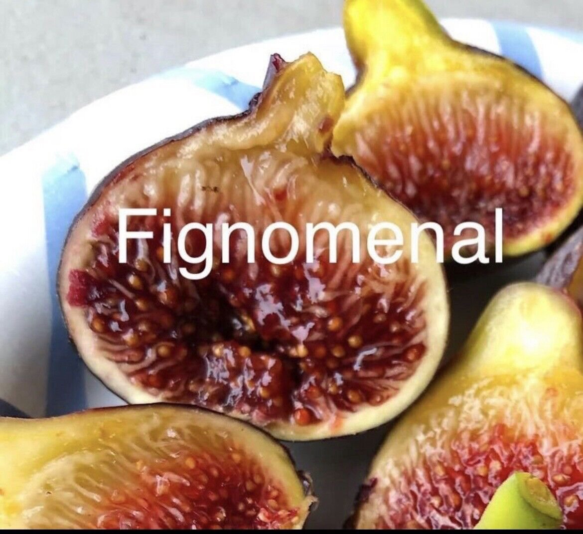 Fig Trees Cold Weather Combo 2 Trees Olympian And Fignomenal