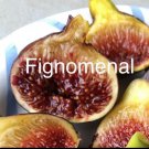 Fig Trees Cold Weather Combo 2 Trees Olympian And Fignomenal